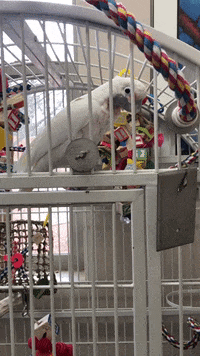 Excited Dance GIF by Best Friends Animal Society