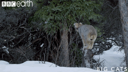 big cats cat GIF by BBC Earth