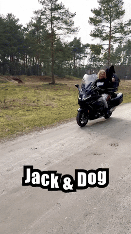 Jackdog GIF