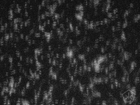 black and white digital humanities GIF by Okkult Motion Pictures