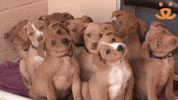 Puppy Win GIF by Best Friends Animal Society