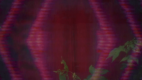 Guitar GIF by Hurray For The Riff Raff