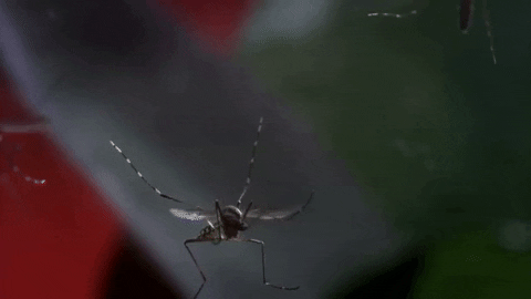 Mosquito GIF by Discovery