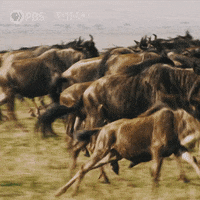 Pbs Nature Running GIF by Nature on PBS