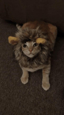 Video gif. A tabby cat is wearing a lion's costume and it is very unhappy. It bares its teeth at us and gives us a warning before it launches onto the camera, knocking it down.