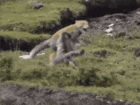 Tibetan Fox Wildlife GIF