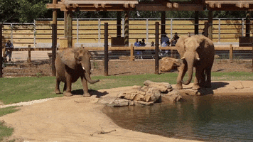 Atlanta Elephant GIF by ZooATL