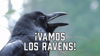 ¡Vamos los Ravens!