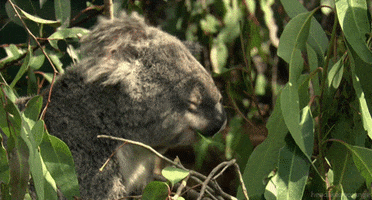 koala GIF by Head Like an Orange