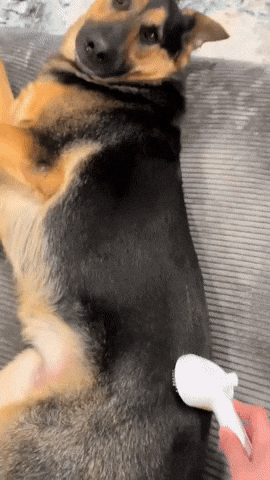 lehiyen222 giphyupload GIF