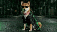Choose Kindness | DogeGF Matrix