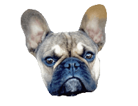 maimaidesignco frenchie nino brown mai mai design co Sticker