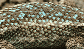 motion snake GIF by FaraOana