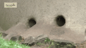 GIF by Planckendael