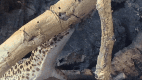 CreatureFeatures giphygifmaker leopard gecko GIF