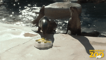 St Patricks Day Fun GIF by Brookfield Zoo