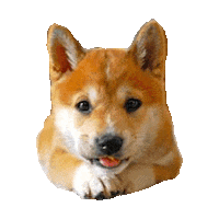doge STICKER by imoji