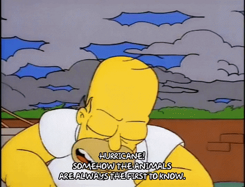homer simpson GIF