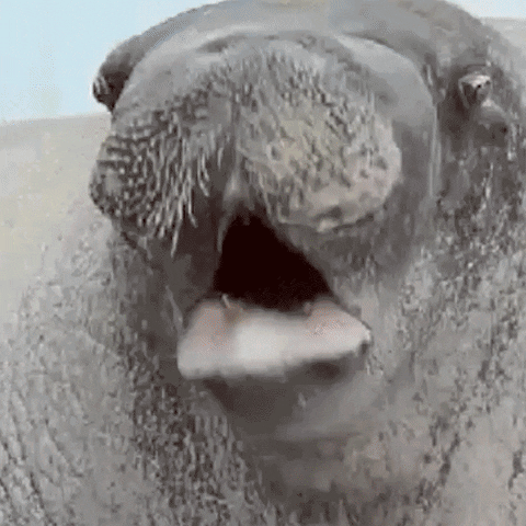 hungry cheese GIF by Animals Australia