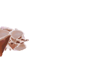 Moth Rolling Sticker