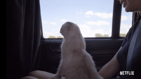 Road Trip Cat GIF by Taylor Swift