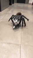 Dog In Spider Costume