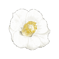 Flor Blanca Flower Sticker by elicoelhoshop