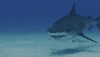 Eat Prey Chum GIF by Shark Week