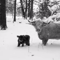 Longhorn Highland Cattle Not A-moo-sed by North Carolina Snowstorm