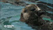 sea otter GIF by Monterey Bay Aquarium