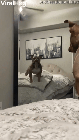 Pup Gets Protective Around Mirror