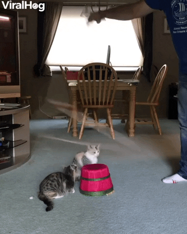Living Room Kitten Rodeo GIF by ViralHog