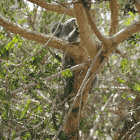 Food Reaction GIF by San Diego Zoo