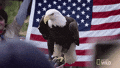 American Flag Usa GIF by Nat Geo Wild