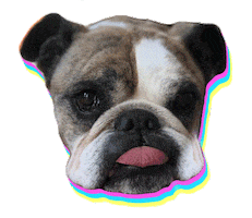 ocean park standoff dog Sticker by Hollywood Records