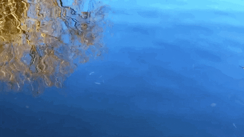 abstract water is life GIF by cloudy