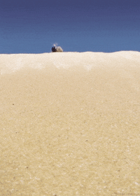 Dung Beetle Insect GIF