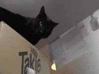 Illuminati Ugh GIF by broke