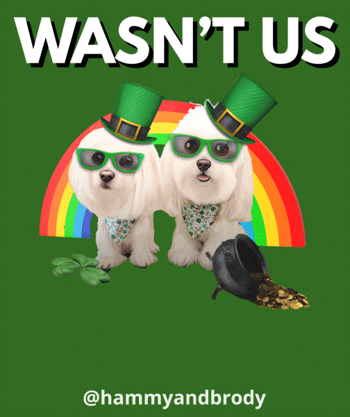 St Patricks Day Dog GIF by HammyandBrody