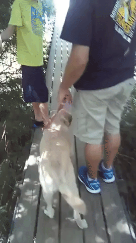 Dog Terrified of Crossing Bridges
