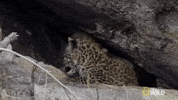 Playing Nat Geo Wild GIF by Savage Kingdom