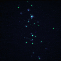 stars glow GIF by Erica Anderson