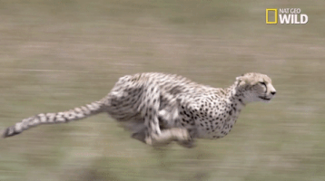 african cats big cat week GIF by Nat Geo Wild 