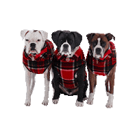 Boxers Christmas Dogs Sticker by Geekster Pets