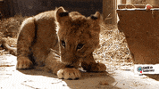 tiere bis unters dach awww GIF by SWR Kindernetz