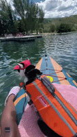 Adventurous Cat Goes Paddle Boarding in Colorado Park