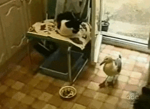 cat seagull GIF