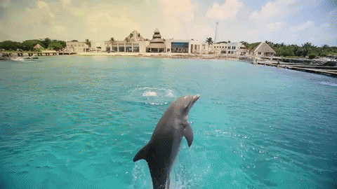 dolphins share happiness GIF by Dolphin Discovery