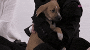 Stray Kids Puppy Interview GIF by BuzzFeed
