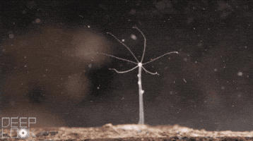 Water Hydra GIF by PBS Digital Studios